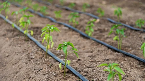 Agriculture & Irrigation
